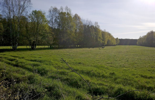 Smołdziński Las - Foto 22