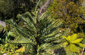 Casa Nunes - Foto 39