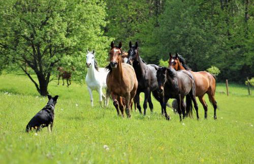 Domek Kozacki - Foto 20