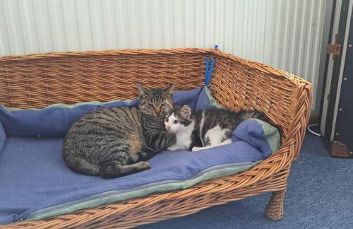 Gemütliche Waldrandlage in Badenweiler Sehringen Ferienwohnung - Foto 25