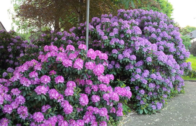 Buntes Moor - Foto 31