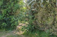 Mas provençal authentique XXL avec grande piscine, terrain de pétanque et parc privé - Foto 31