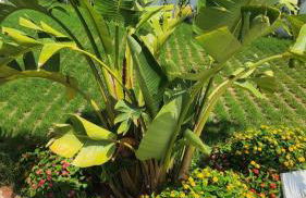 Villa il Principe - Foto 38