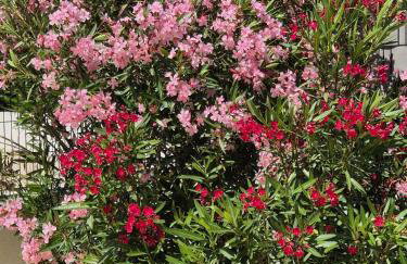 Villa Susann - Photo 62