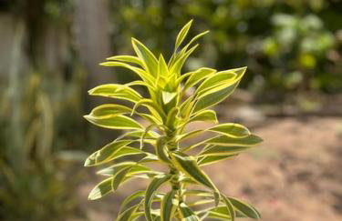 Lugar para descansar com a familia - Foto 17