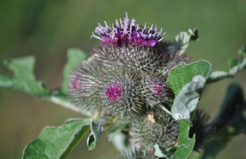 Col de Rousset - App. 2 P - Foto 40