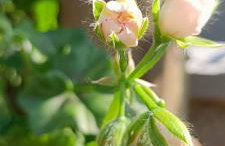 Morada das Mandalas - Foto 33