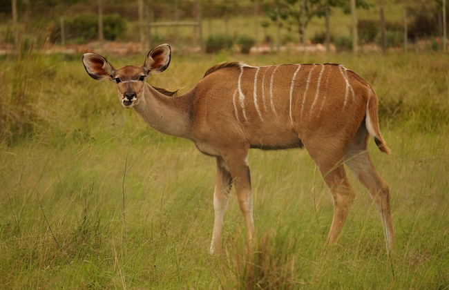 Kwetu Guest Farm - Photo 57