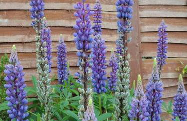 Welsh Miners Cottage Four Bedroom House - Foto 9