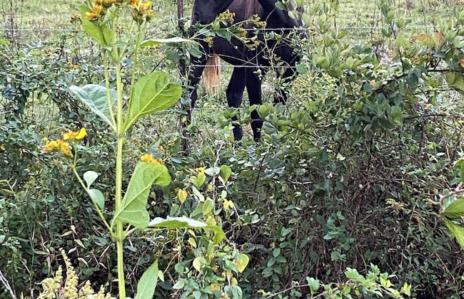 Newly Listed-Private 25-Acre Escape Near Red River Gorge - Foto 57