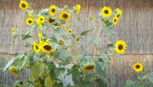 klassMo Kulturcafe&Gästehaus mit Kulturwerkstatt - Foto 4, Other