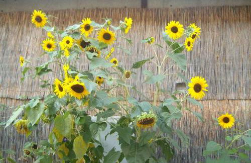 klassMo Kulturcafe&Gästehaus mit Kulturwerkstatt - Foto 4