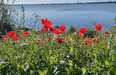 Les pins du Capri - Meublé de tourisme 3 étoiles - Foto 28