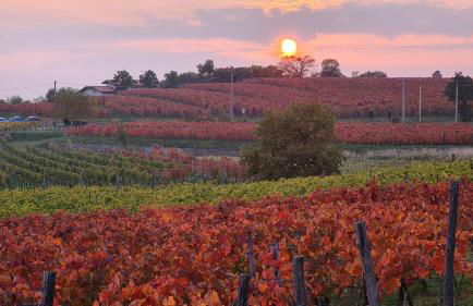 Alla Cantina - Foto 30