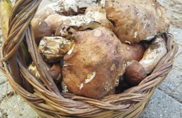 Agriturismo La Pigna - Foto 22