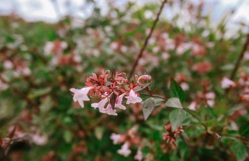 Il Pozzo Fiorito - Foto 61