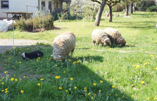 Ferienwohnung im Obstgarten - Foto 43