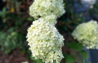 Haus Schönsee - Foto 33