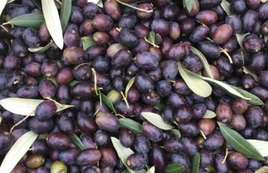 Agriturismo La Casina nel Vigneto - Foto 39