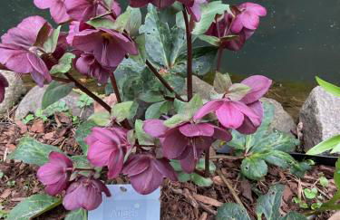 Waldtraum Wandlitzsee - Foto 34