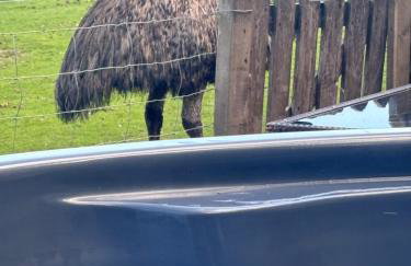 Bridie -rose with wood tub country retreat mini zoo - Foto 30
