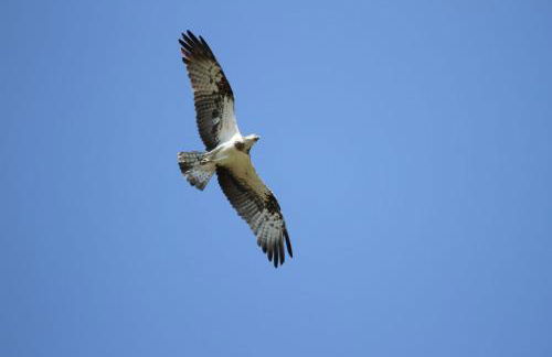 Le refuge de Chambord - Photo 36
