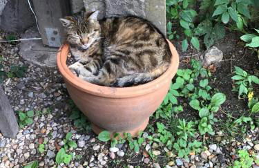 FeWo Spitzweg, Garlstorf - Lüneburger Heide - Foto 46
