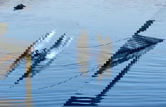 Haus Waldidyll am See 1 - Foto 41