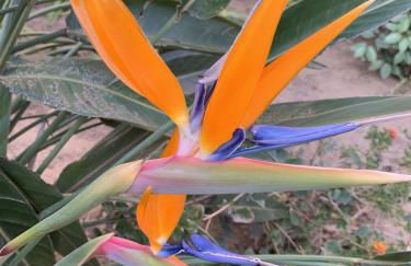 LA BADINE Accés direct à la plage clim balnéo piscine - Foto 29