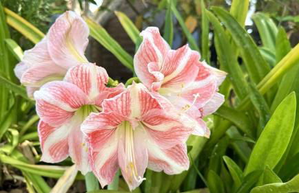 Hotel Privado Serendipia Natural Club Exclusive by Deihu Experiences - Foto 16