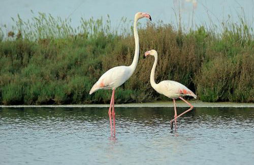 Beach holiday Delfini - Foto 39