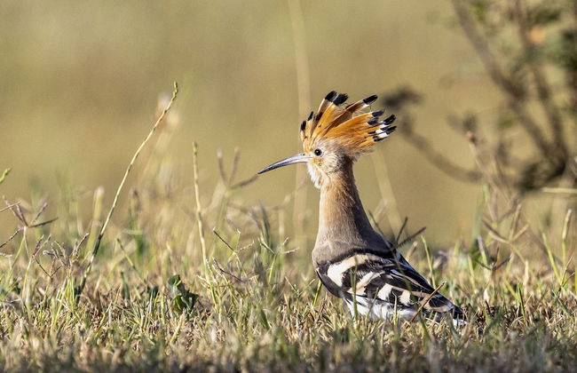Vento Dorcia - Foto 47