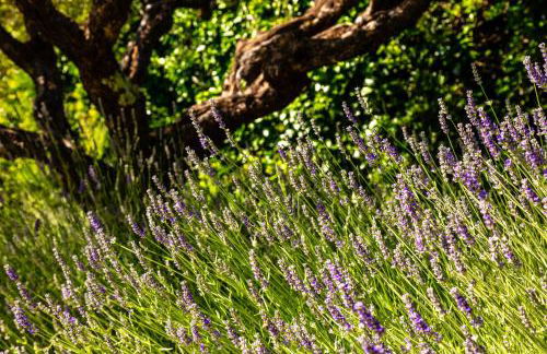 Mas Provençal Fanny - Foto 17