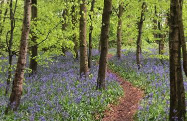 Wisteria Cottages are self catering cottages in a beautiful village location - Foto 24