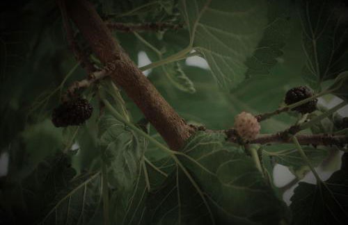 Chrisi Holiday Home - 500 sqm Private Gardens & Nature View - 300m by the sea - Photo 65