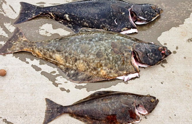 7 Person Holiday Home in Breivikbotn - Foto 6