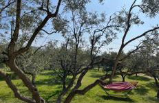 Ulivi e Mare - Foto 17