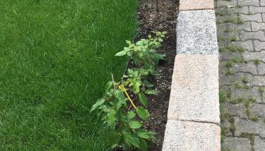 Apartment Gosberg - 90qm - Foto 5