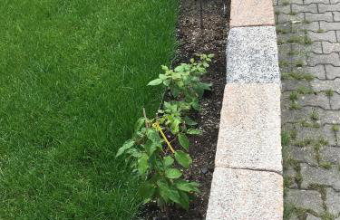 Apartment Gosberg - 90qm - Foto 5