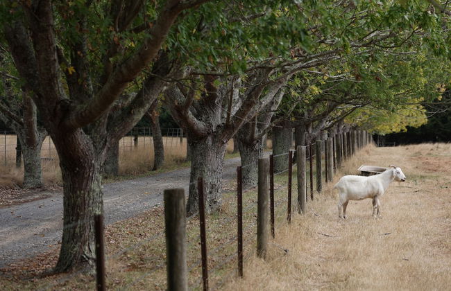 StayAU 2BR Yarra Valley Cottage - Foto 25
