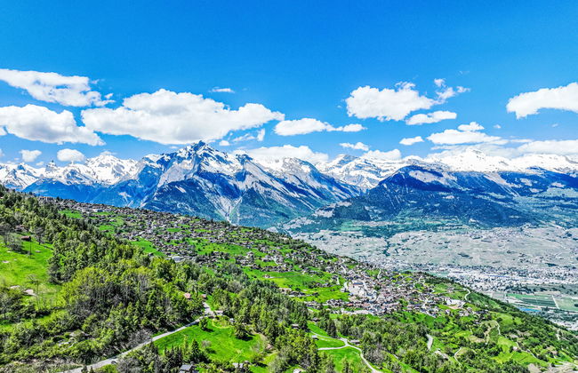 Les penguins - Foto 2