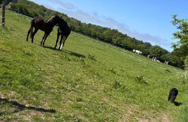 Gut Bennewohld - Photo 71