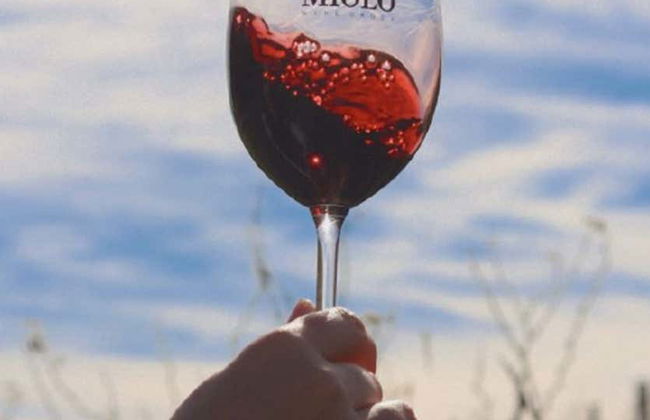 Vale dos Vinhedos Wine Tour - Photo 7