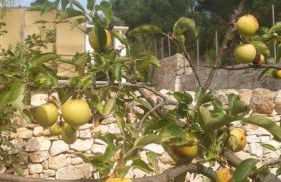 Trulli Vittoria - Foto 36