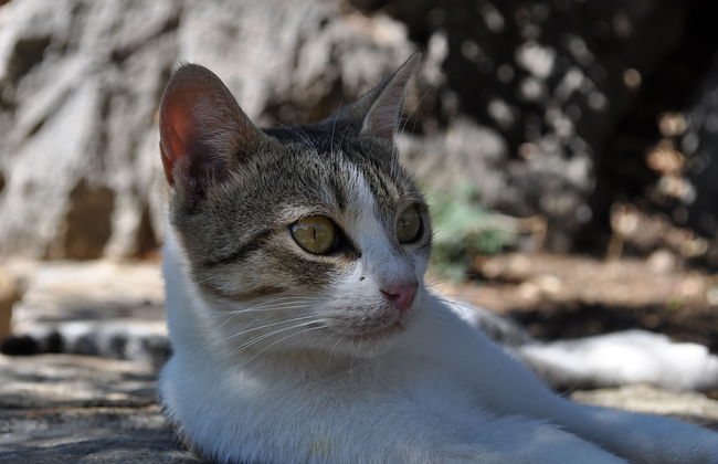 Vrachos Villas - Photo 56