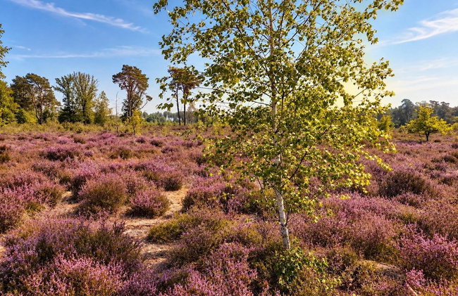 Charming Forest House on the Purple Heath - Foto 22