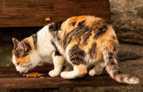 Casa Netto - Foto 30