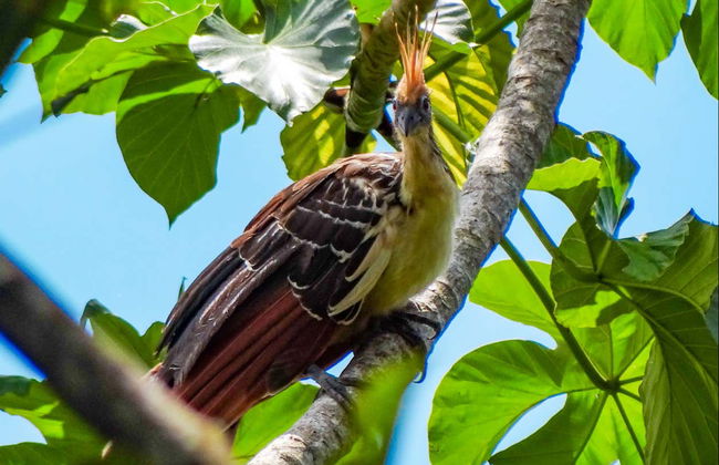 Birdwatching in Villavicencio - Photo 6