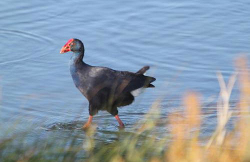 Apartamento T1 Herdade dos Salgados - Foto 30