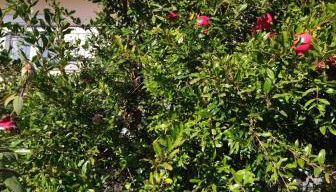 The house in nature SKG - Foto 5, Garden, Garden view